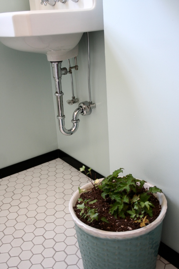 plant in the bathroom after